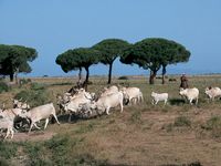 Serpaia toscana Spengler Weindepot