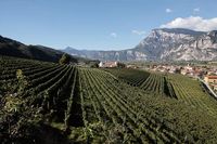 Weingut Endrizzi Trento Spengler WeinDepot