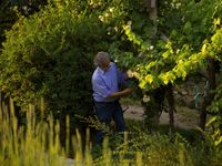 Weingut Endrizzi Weinreben Spengler Depot